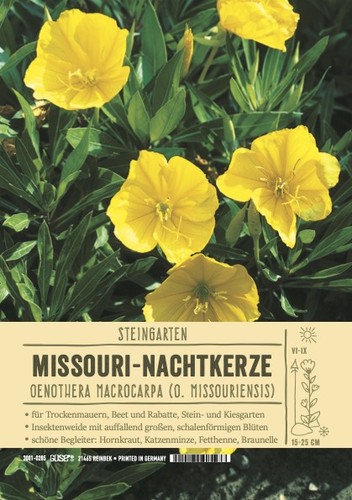 Oenothera