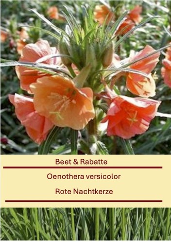 Oenothera versicolor rote - oenothera, rote-